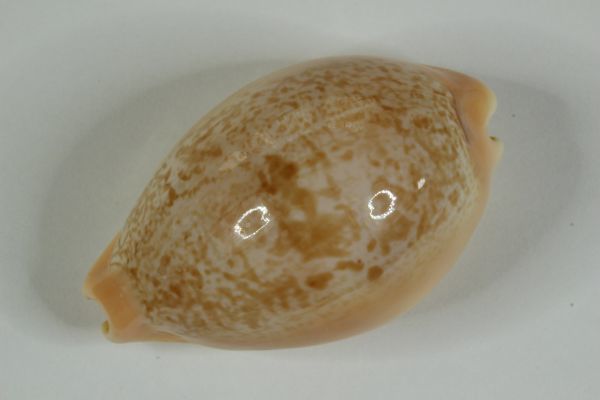 ニッポンダカラ タカラガイ 宝貝 貝標本 貝殻(科学、自然)|売買された