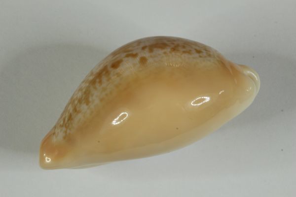 ニッポンダカラ タカラガイ 宝貝 貝標本 貝殻(科学、自然)|売買された