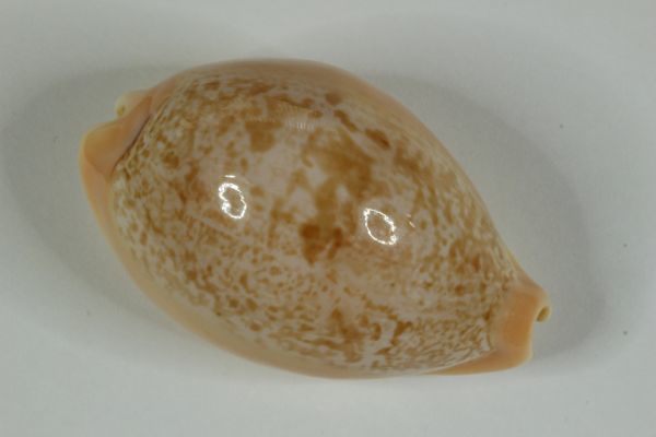 ニッポンダカラ タカラガイ 宝貝 貝標本 貝殻(科学、自然)|売買された