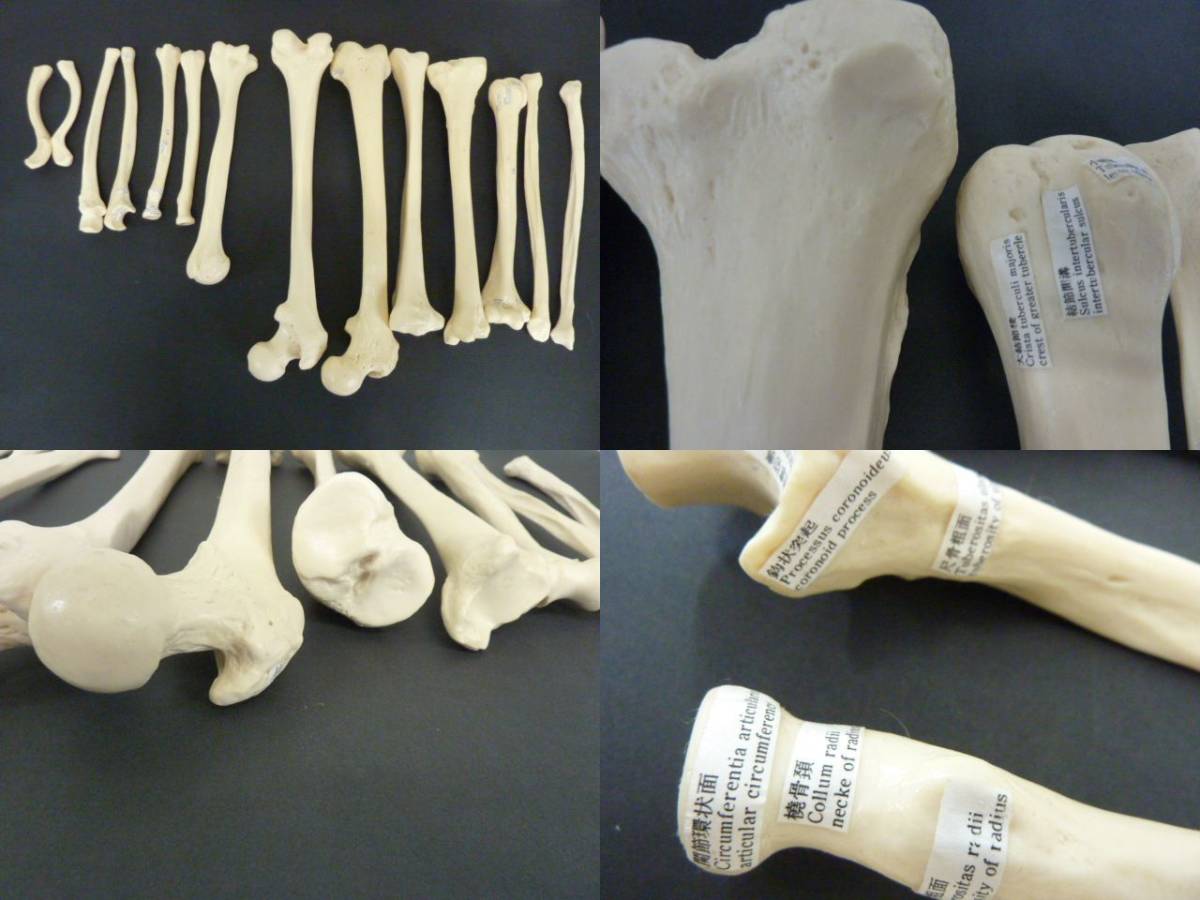 R607　保管品　坂本モデル　成人骨格分離模型　ケース付き　人体模型 全身骨格模型 骸骨模型 人骨模型 全身模型　医療　医学　_画像5