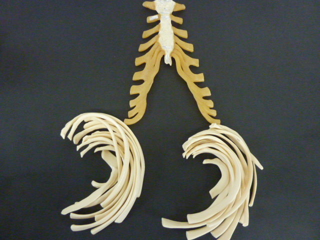 R607　保管品　坂本モデル　成人骨格分離模型　ケース付き　人体模型 全身骨格模型 骸骨模型 人骨模型 全身模型　医療　医学　_画像8