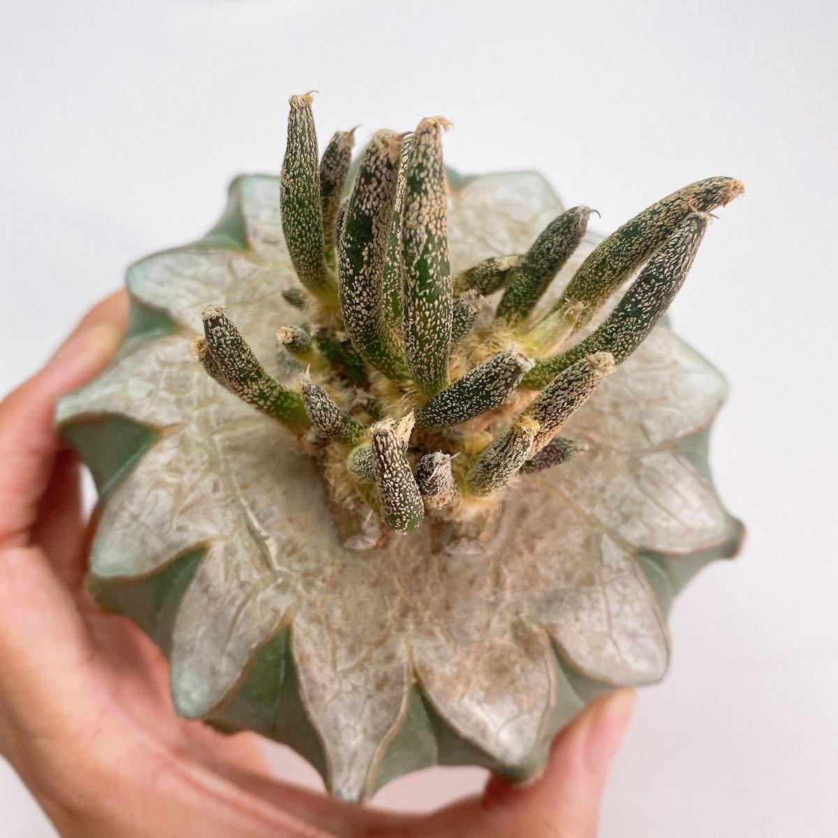 ビッグサイズ！レア！多肉植物 サボテン アストロフィツム・カプトメデューサエ 接木仕立 Astrophytum caput-medusae_画像7