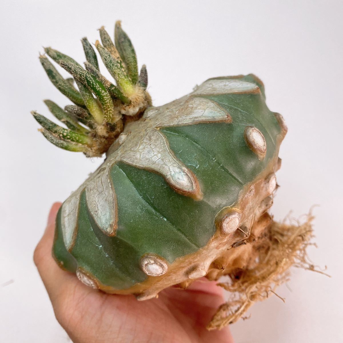 ビッグサイズ！レア！多肉植物 サボテン アストロフィツム・カプトメデューサエ 接木仕立 Astrophytum caput-medusae_画像8