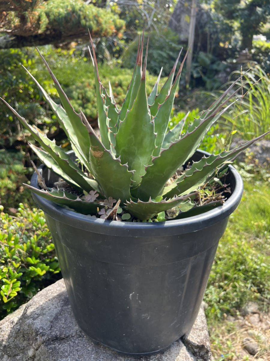 モンタナ　大株　Agave Montana アガベ　耐寒性-12℃　ドライガーデン　観葉植物　地植え　シンボルツリー　ガーデニング ユッカ_画像4