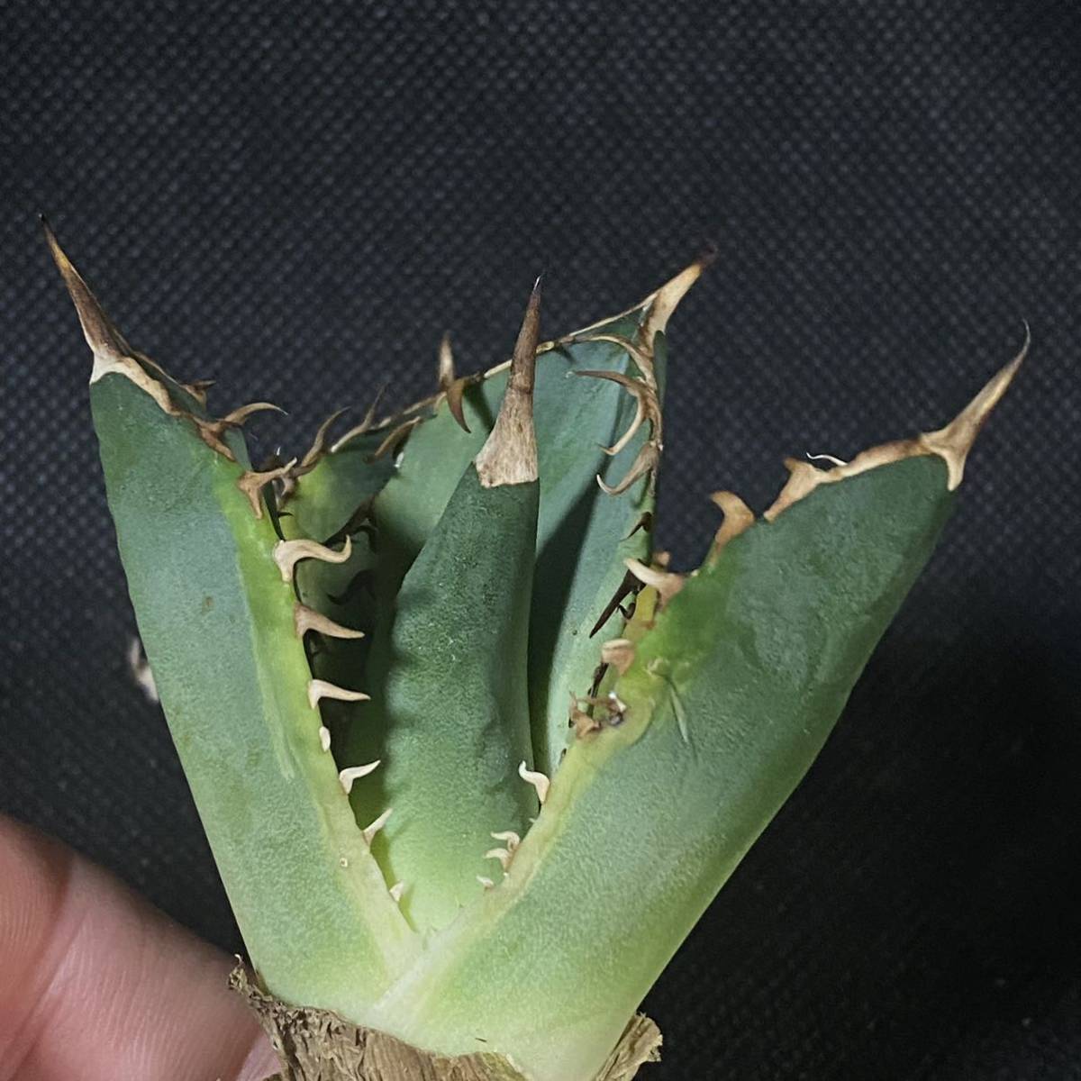 IG02 500 アガベ チタノタ バナナピール1株【agave titanota banana peel】多肉植物_画像2