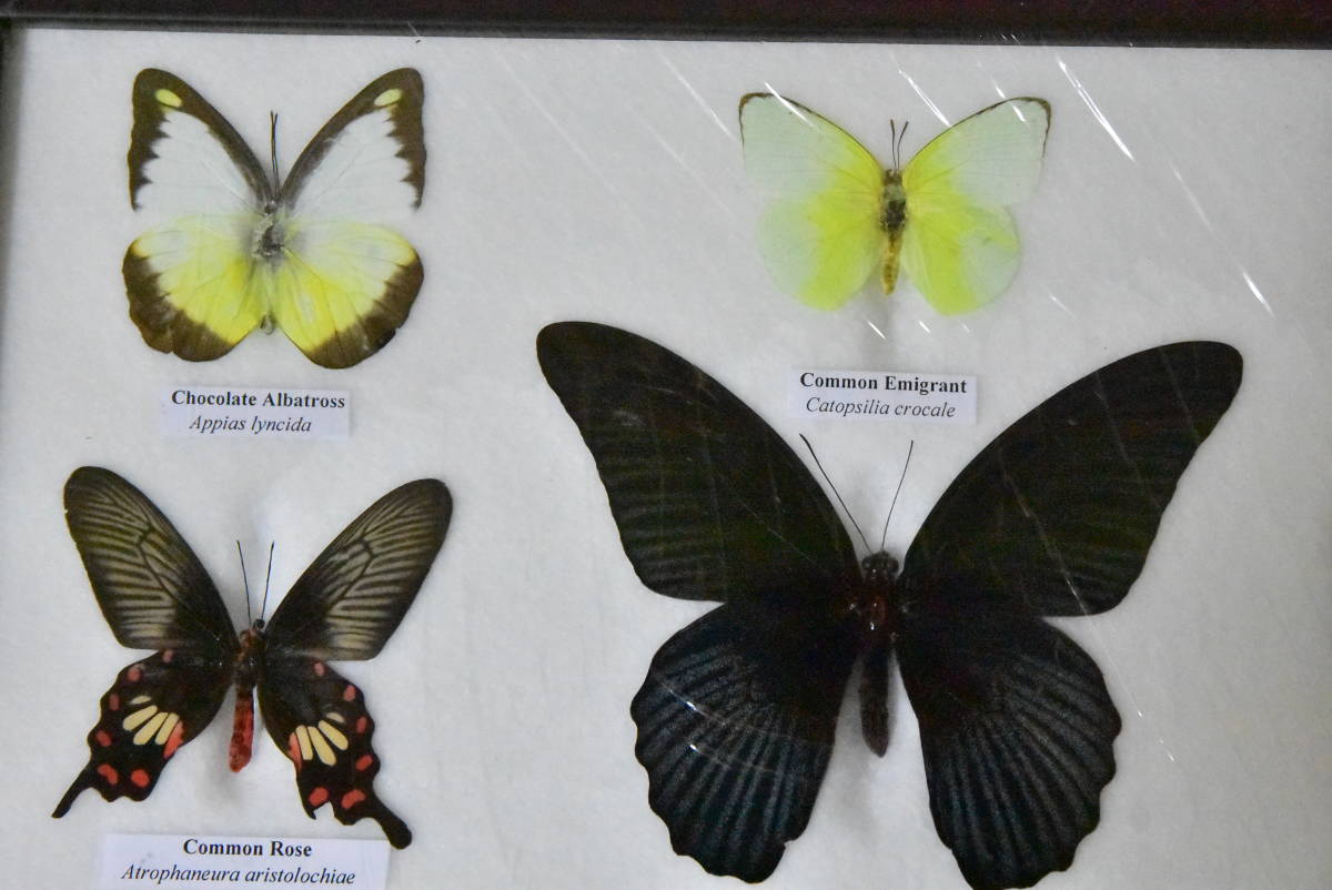 ◆昆虫標本◆チョウ標本◆蝶9匹標本◆⑧_画像2