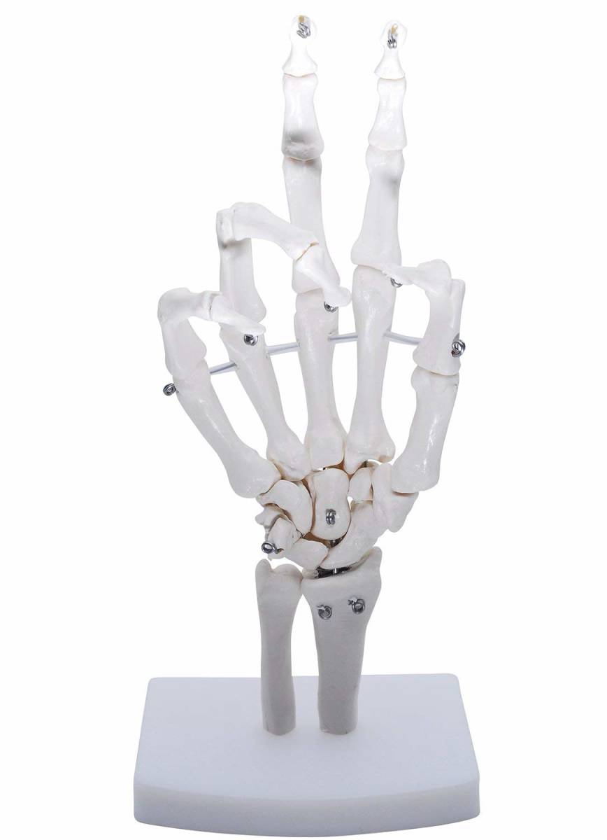 手関節モデル 手関節 手骨格模型 教育模型 右手 (手首 固定タイプ) _画像2