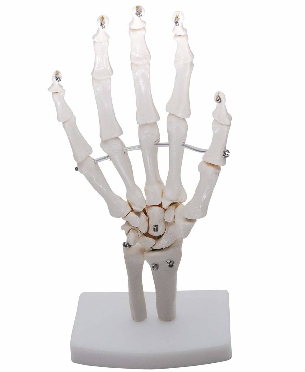 手関節モデル 手関節 手骨格模型 教育模型 右手 (手首 固定タイプ) _画像1