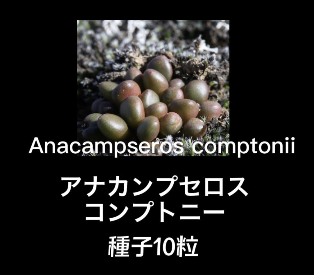 ★Anacampseros comptonii★アナカンプセロス・コンプトニー★種子10粒★_画像1