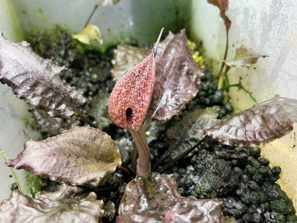 [一掃セール] Cryptocoryne nurii “Whole line” クリプトコリネ 原種 熱帯植物 水草_画像1