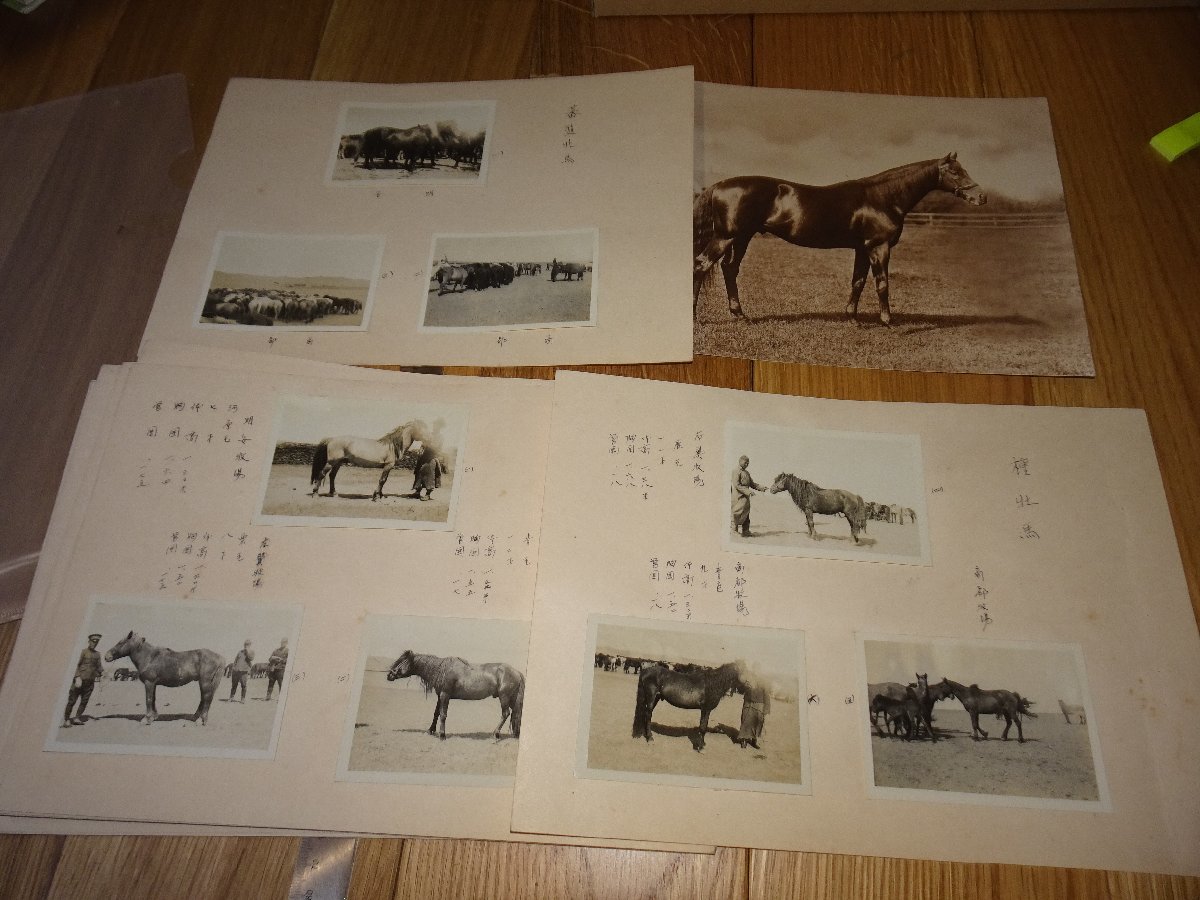 Rarebookkyoto　F1B-141　　満洲帝国　馬写真集　　1936年頃　名人　名作　名品