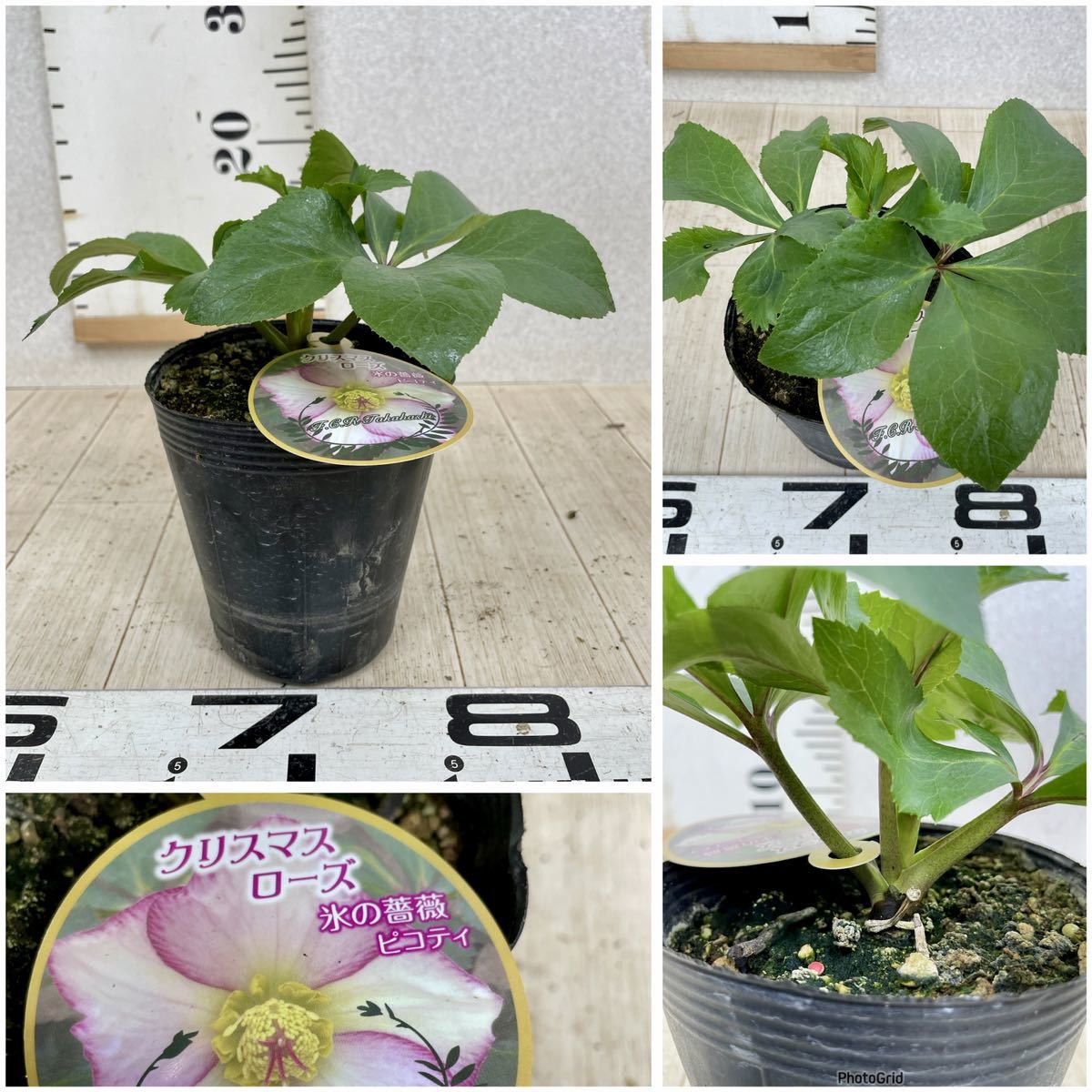 ランキング2022 クリスマスローズ6セット 植物/観葉植物