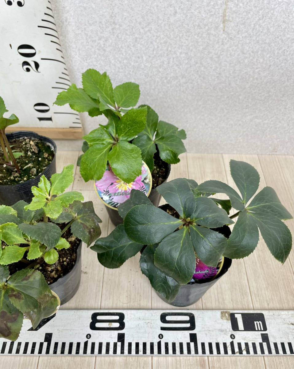 ランキング2022 クリスマスローズ6セット 植物/観葉植物