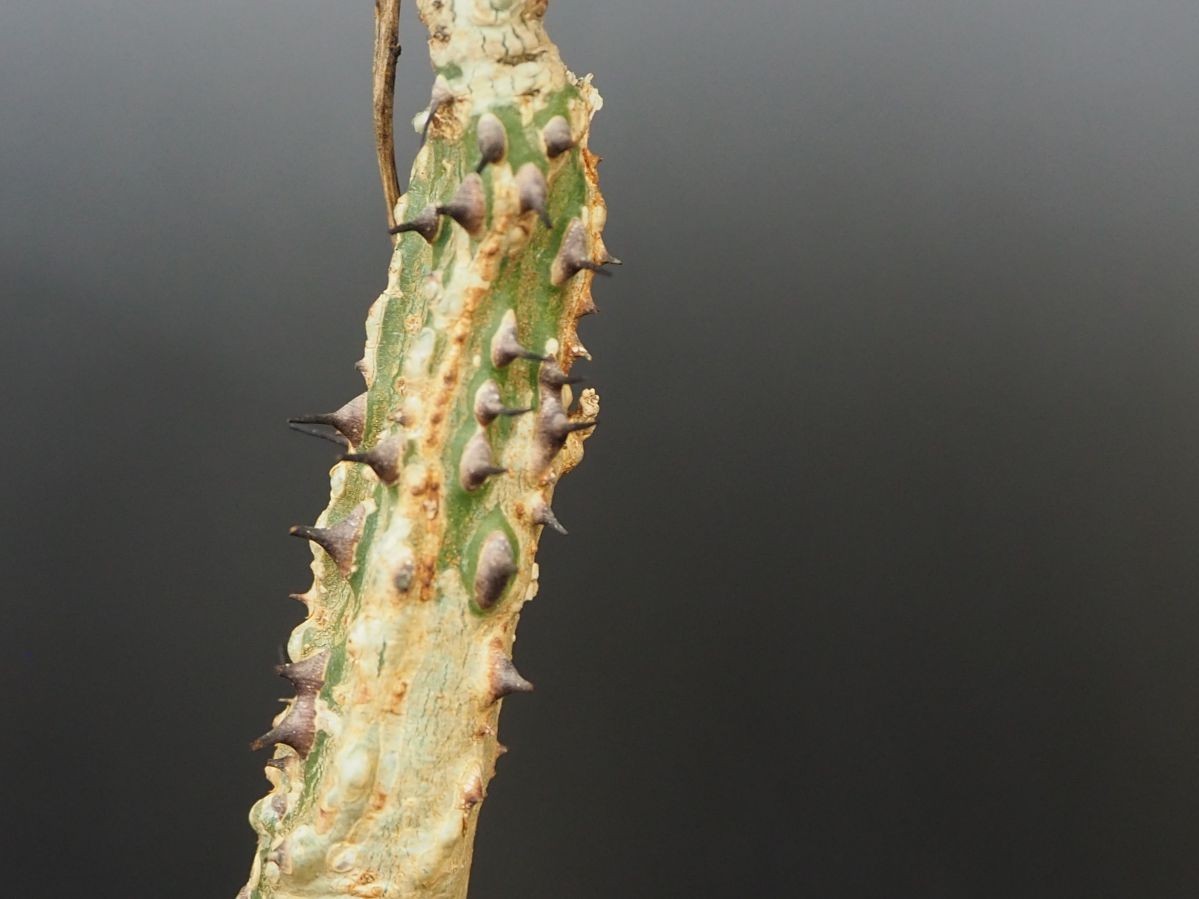 RR_アデニア・アクレアータ/Adenia aculeata ssp.manganiana/1株/実生苗　_画像7