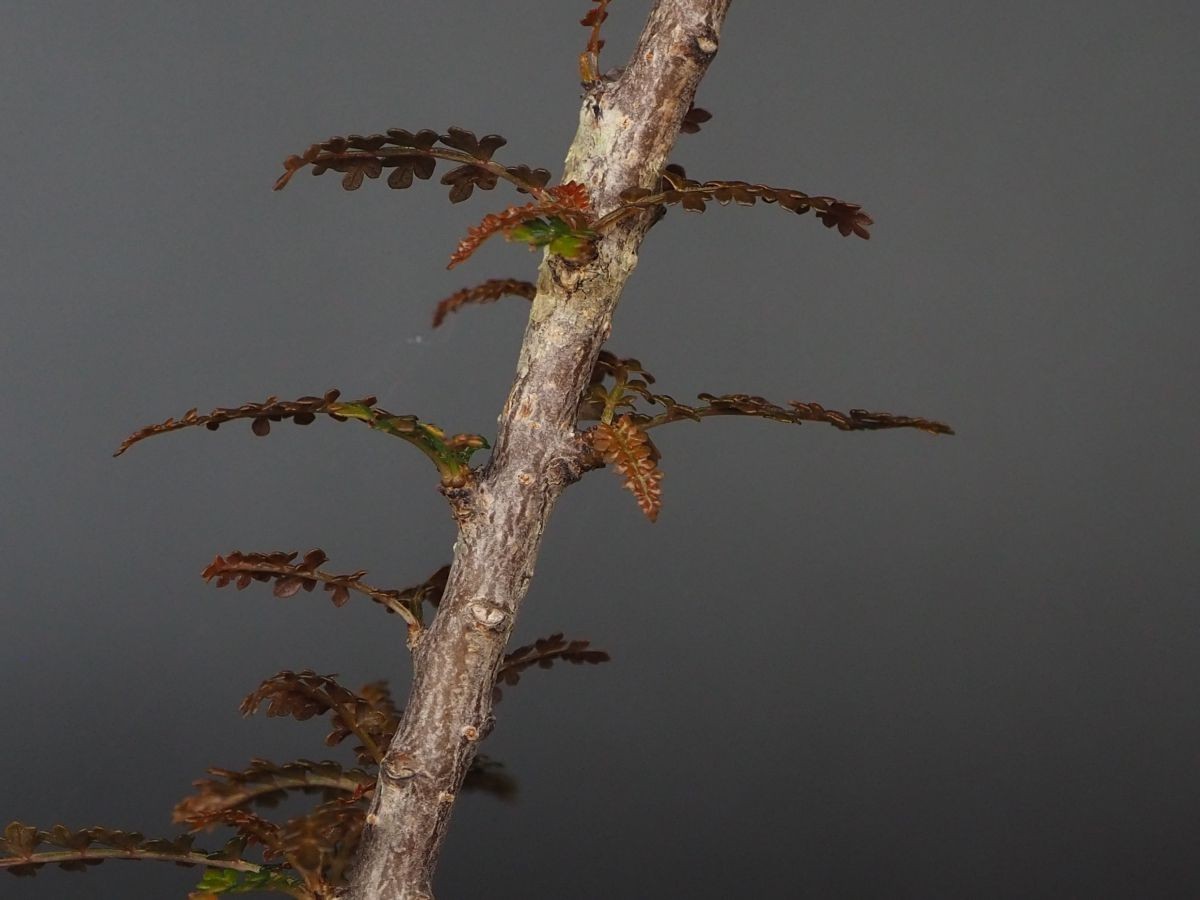 RR_ボスウェリア　ソコトラナ　Lサイズ　落葉中/Boswellia socotrana/1株/実生苗_画像5