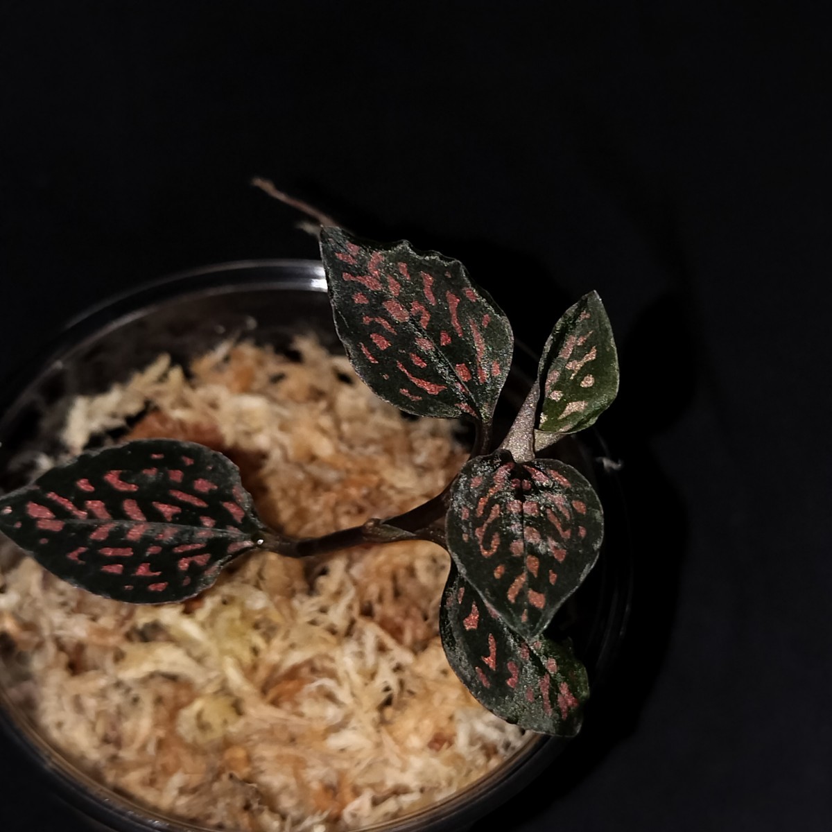 ジュエルオーキッド ミクロキルス トリダックス Microchilus ジュエルオーキッド ミクロキルス トリダックス Microchilus