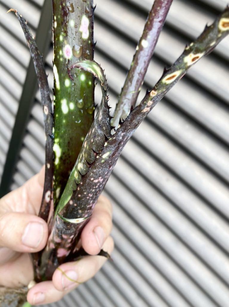 Yahoo!オークション - 【 Billbergia 'Tinkerbell' 】 極小DM Yahoo!オークション - 【 Billbergia 'Tinkerbell' 】 極小DM