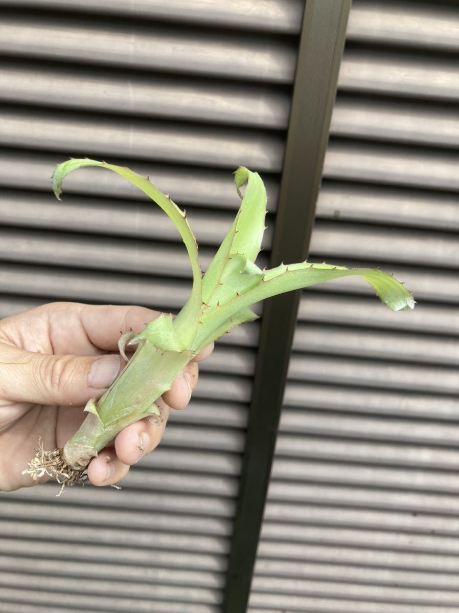 【 Billbergia elegans (speciosa) 】★ビルベルギア・エレガンス / ブロメリア_画像7