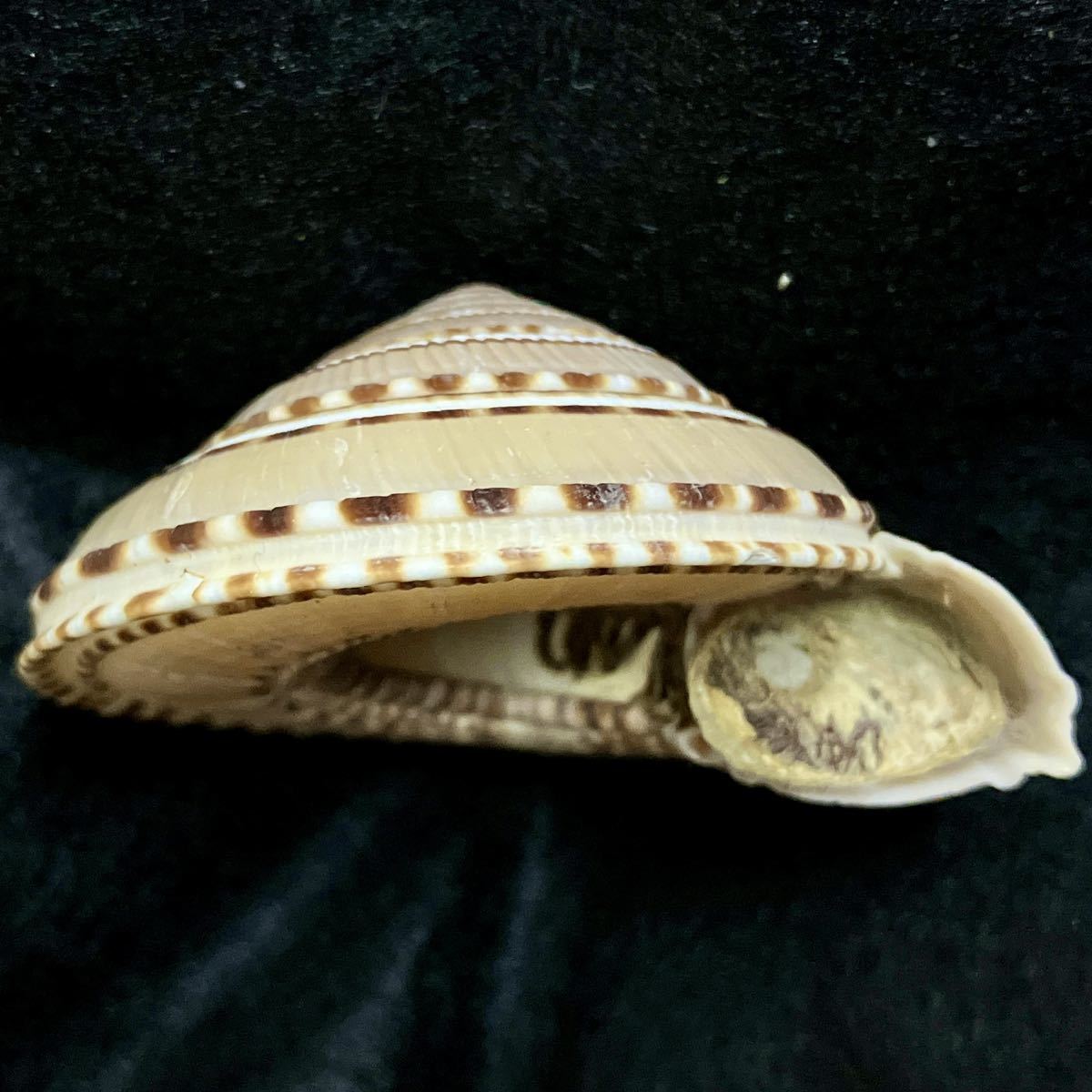 クルマガイ(Architectonica trochlearis)極美 貝 貝殻 標本 インテリア