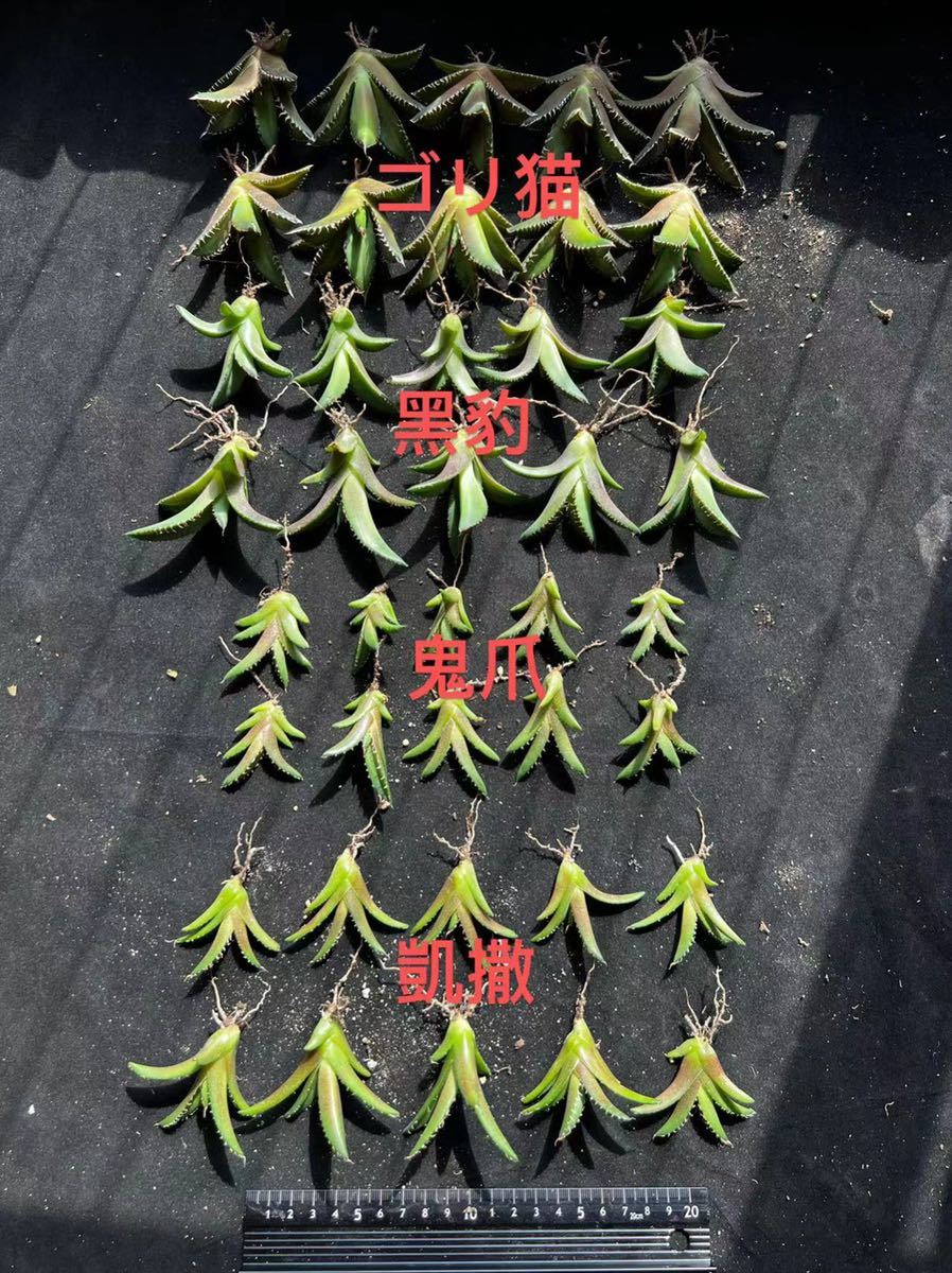 G-23アガベ【特選】 多肉植物 チタノタ凱撒10株+鬼爪10株+黑豹10株+