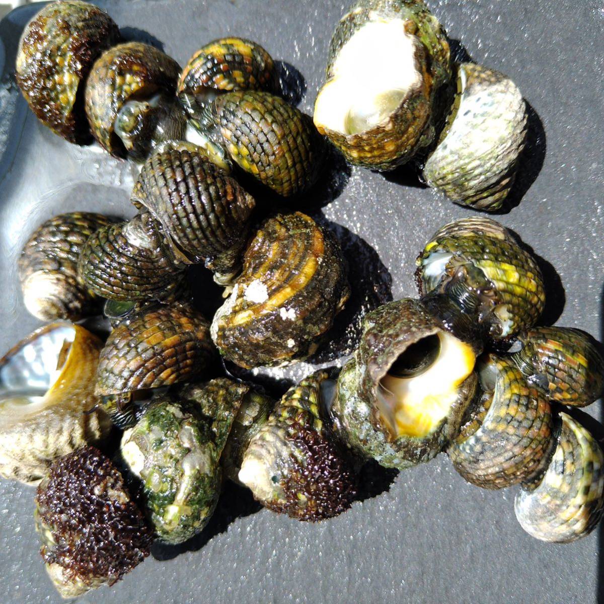 イシダタミガイ 海水貝 100個 イシダタミ 石畳貝 生体 水質浄化 アクアリスト 壁面 大活躍_画像3