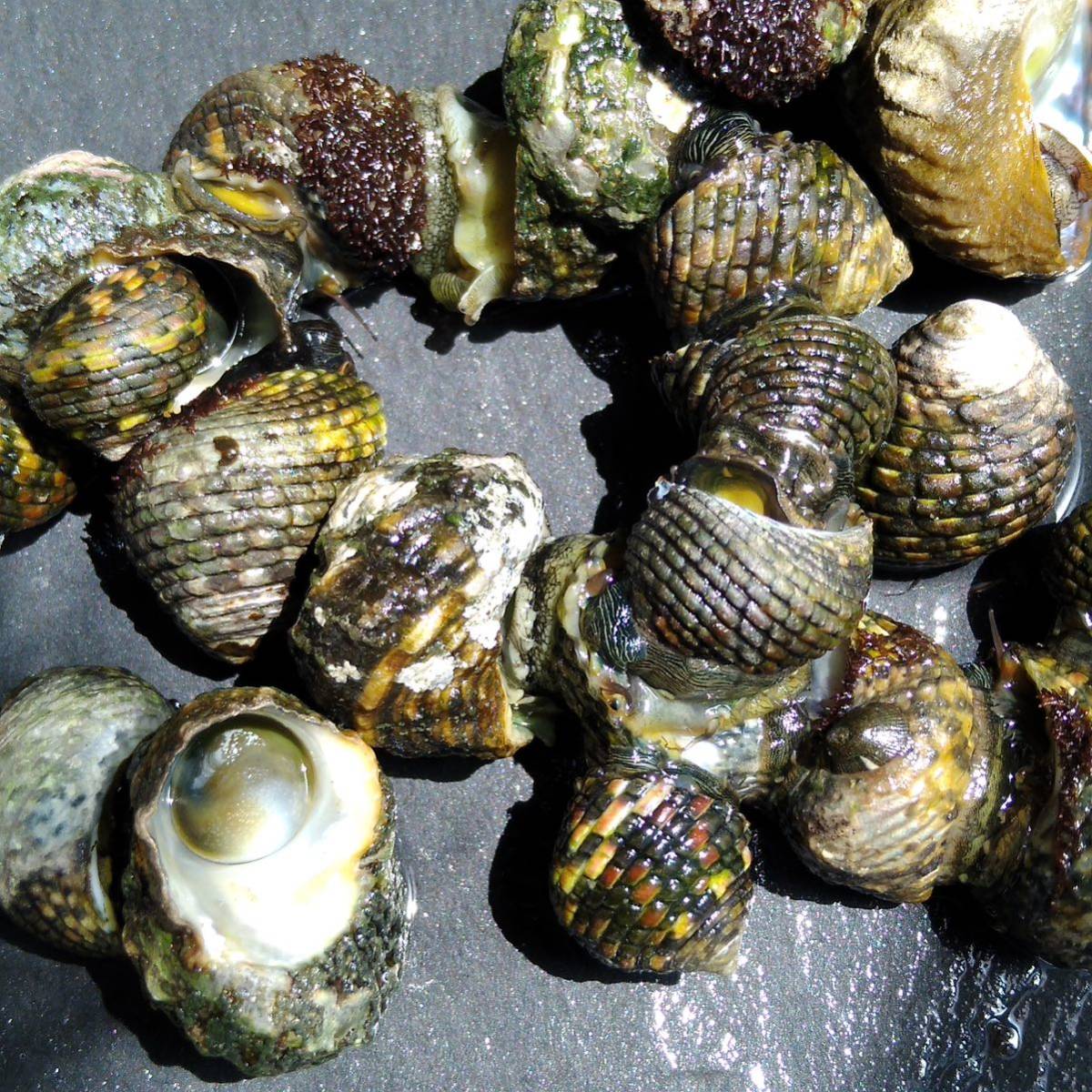 イシダタミガイ 海水貝 100個 イシダタミ 石畳貝 生体 水質浄化 アクアリスト 壁面 大活躍_画像7