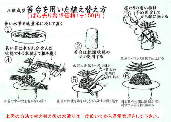 苔台20ヶ卸売特販「単価115x20+箱代65=2370円」★何時も植替え最盛期 苔台は完全乾燥だから何時でも植替えok即落出品〒定形外郵便送料550円_苔台の使い方