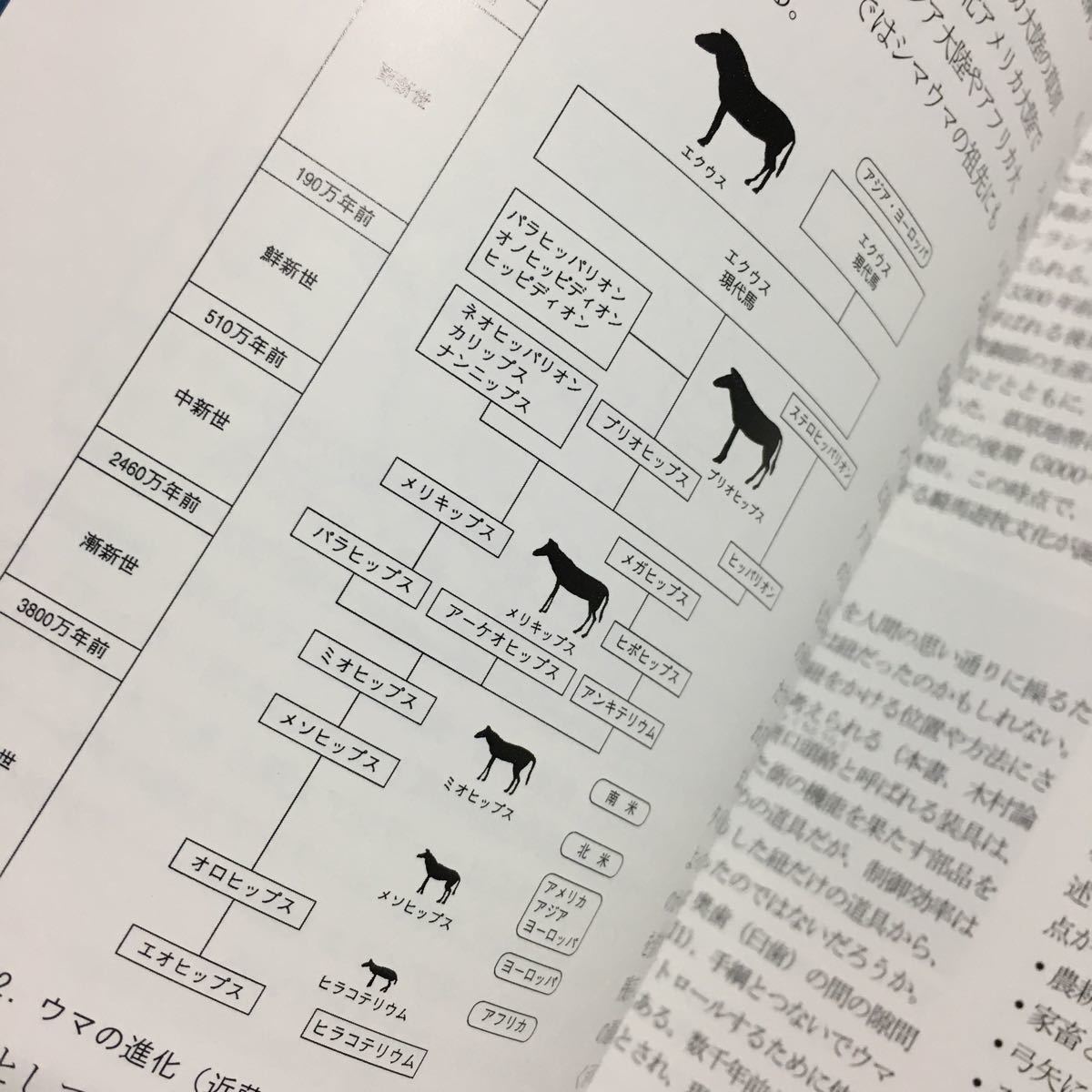 【送料無料】ユーラシア地方のウマ牧畜民 カザフ モンゴル サハ 図録 * 馬牧畜民 牧畜文化 騎馬遊牧民 民族 馬頭琴 道具 鞍 銜 衣装