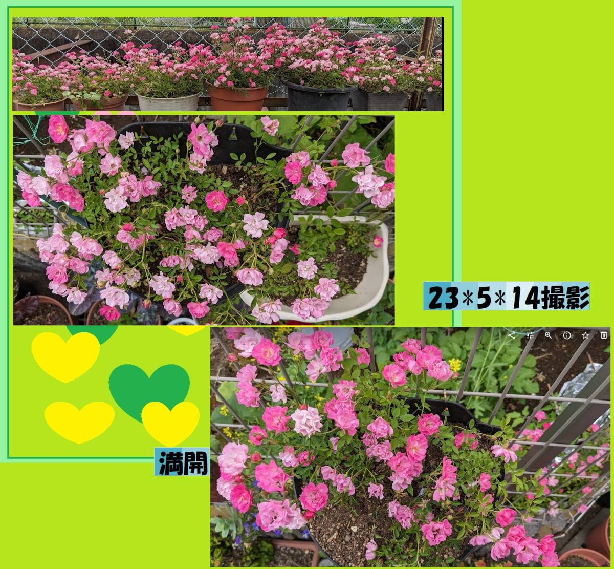 送料無料でお得 ミニバラピンク３株（ほほえみ）強くてかわいい花です 冬もチラホラ咲きます 春に沢山、咲かせる様今から、ぜひお手元に　_画像8