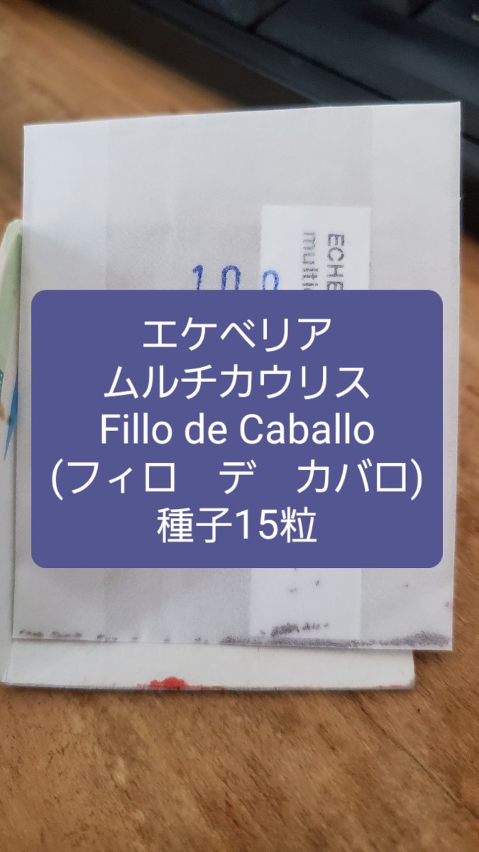 エケベリア　ムルチカウリス, Fillo de Caballo 種子15粒_画像1