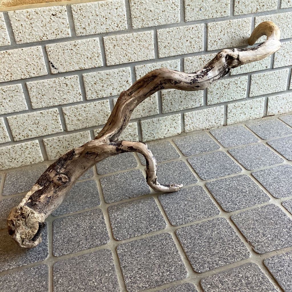  Japan sea. driftwood {E21}64.×22×13.* search * display *e. plant * put on raw plant * breeding for material * Pal dalium* aquarium * terrarium 