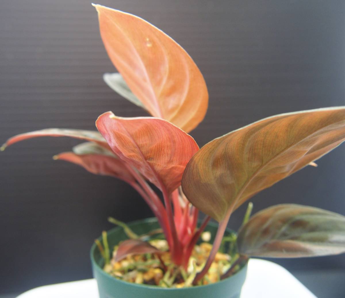 Homalomena sp.aff. insignis Sarawak TB便 ホマロメナ Homalomena sp.aff. insignis Sarawak TB便 ホマロメナ