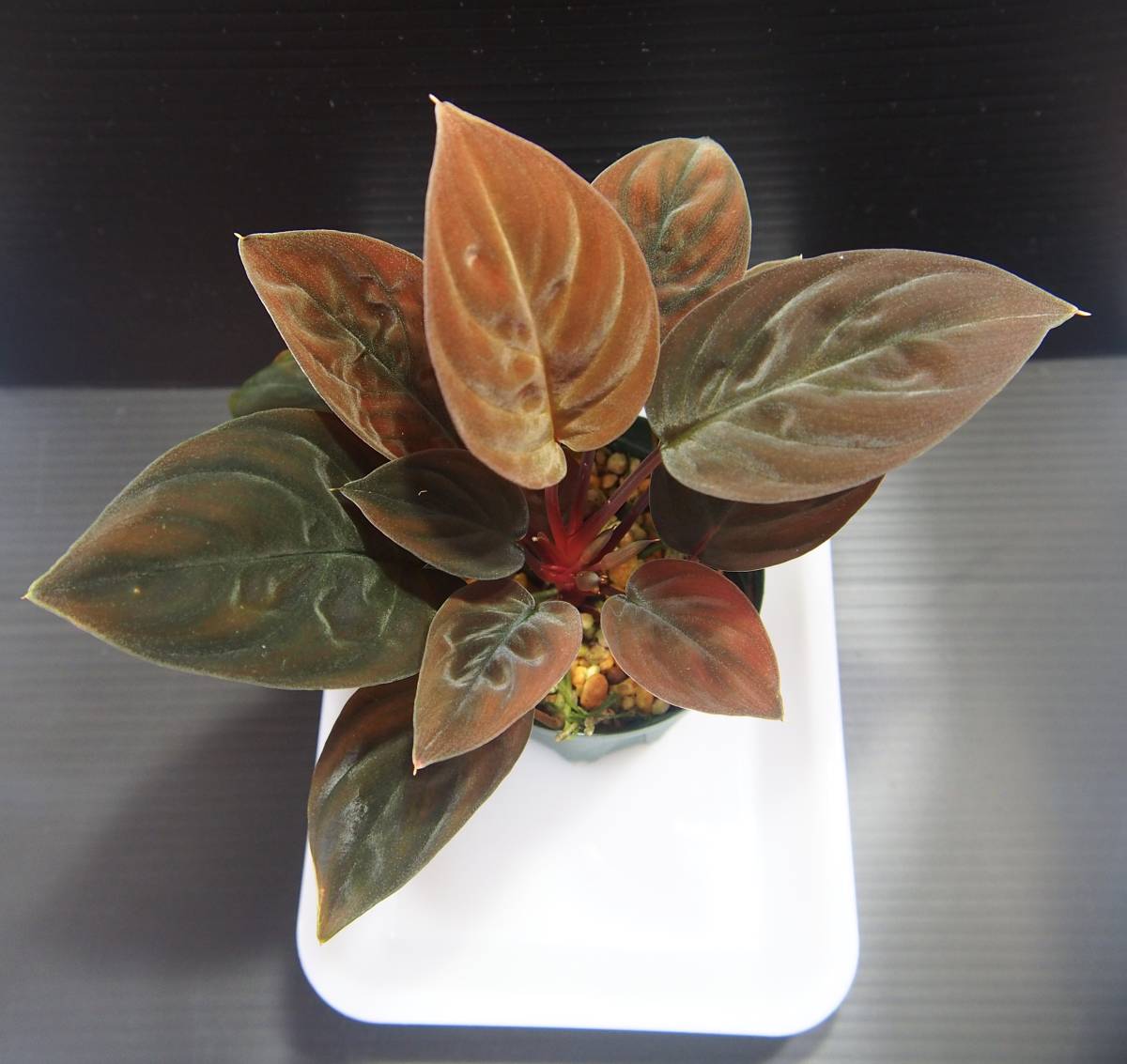 Homalomena sp.aff. insignis Sarawak TB便 ホマロメナ Homalomena sp.aff. insignis Sarawak TB便 ホマロメナ