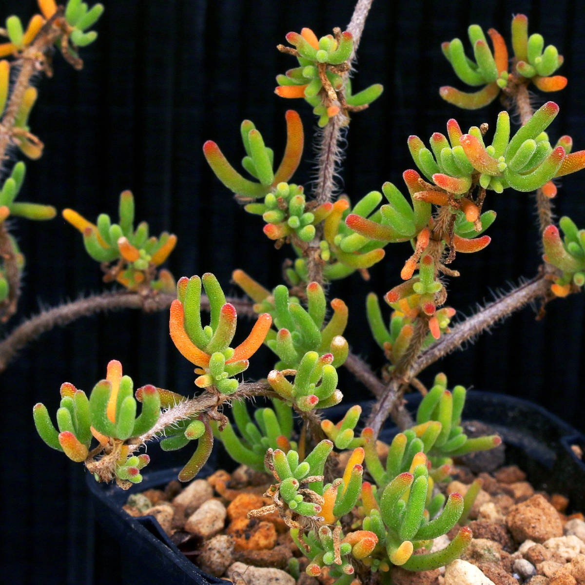 ドロサンテムム・ヒスピドゥム Drosanthemum hispidum 盆栽仕立てにできる匍匐メセン ∂∂∂_画像3