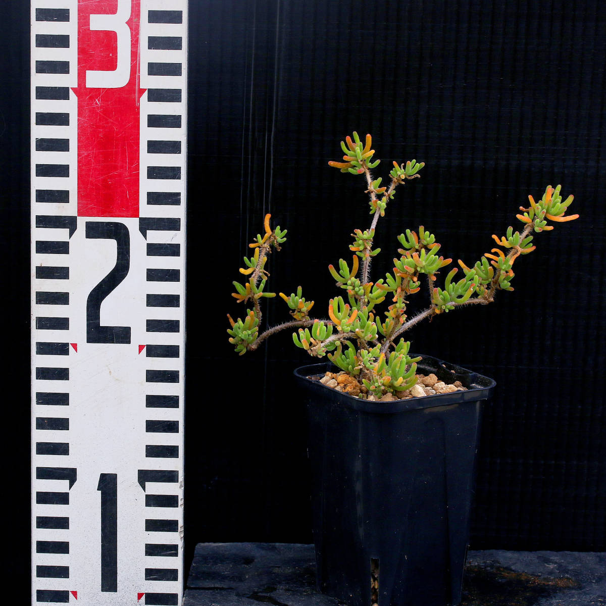 ドロサンテムム・ヒスピドゥム Drosanthemum hispidum 盆栽仕立てにできる匍匐メセン ∂∂∂_画像4