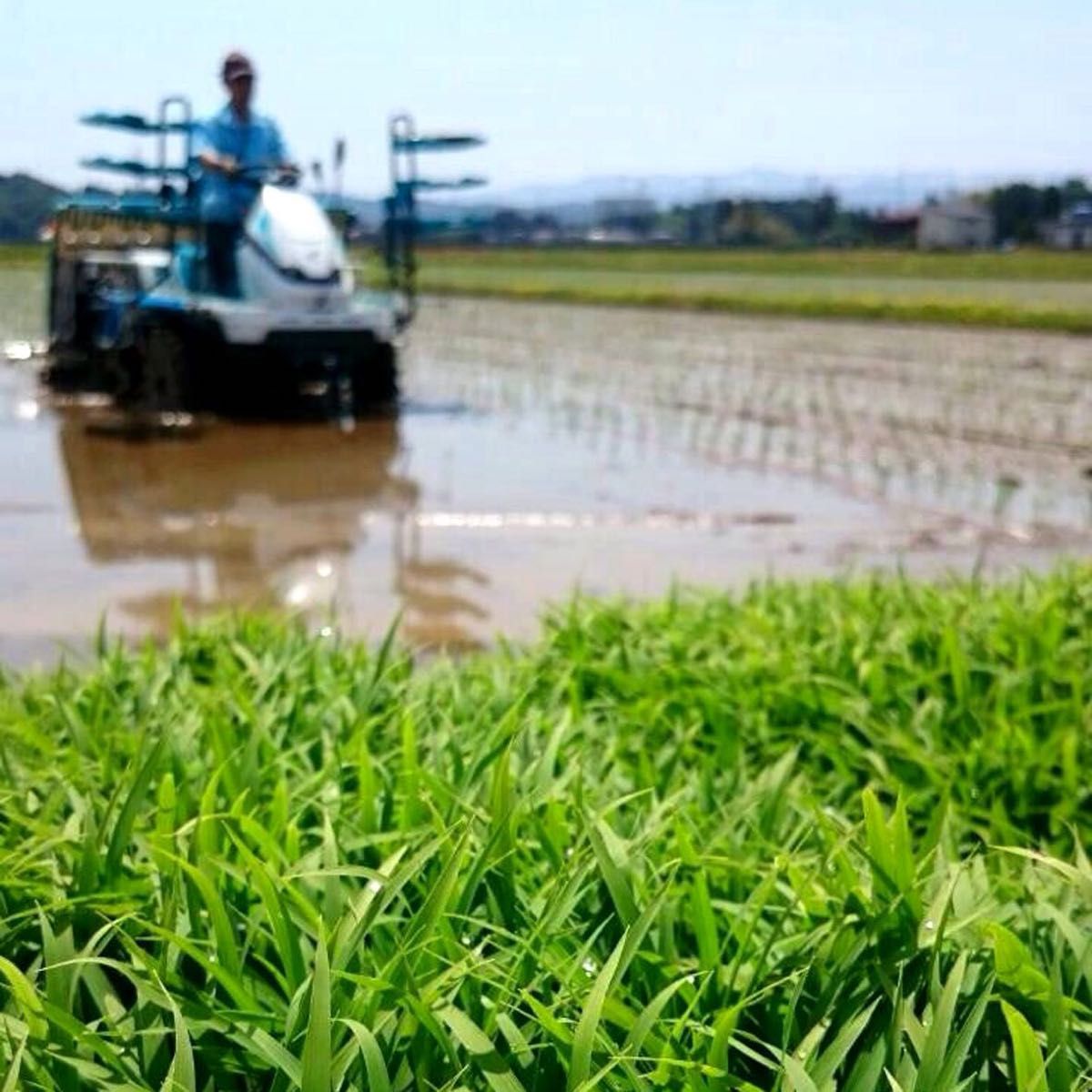 食べ比べ　「極み」令和5年産新潟新之助　魚沼産コシヒカリ　白米5kg各1個10キロ食べ比べセット　★農家直送★色彩選別済29