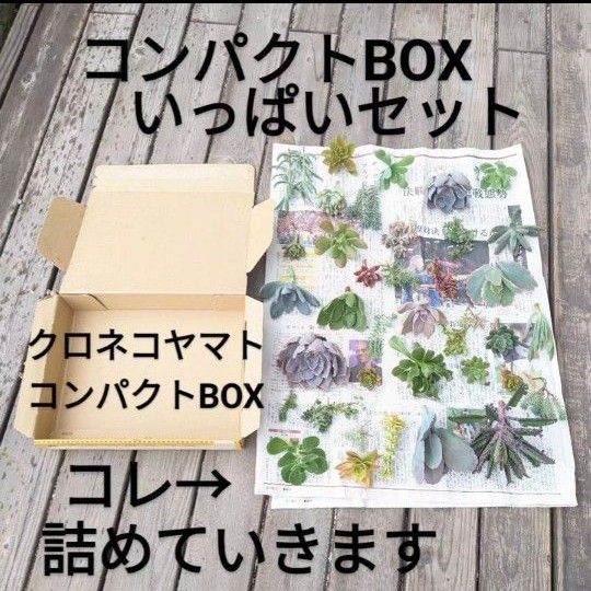 見本ページ　多肉植物  カット苗　大苗入り　コンパクトボックスいっぱい