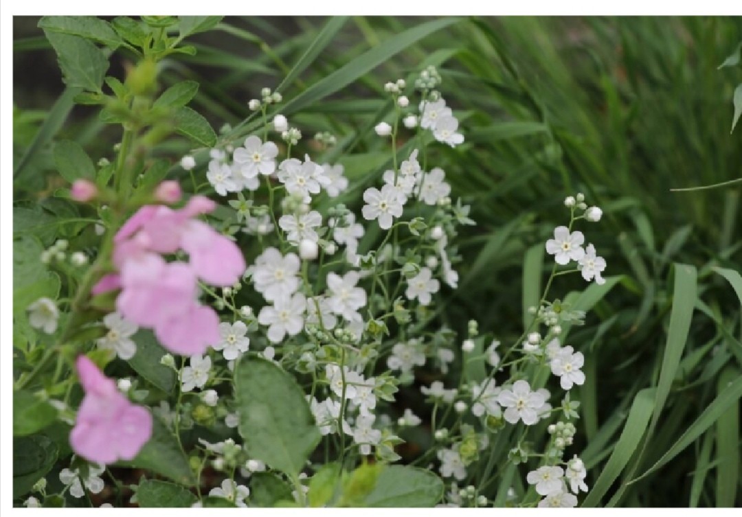 オンファロデス リニフォリア 種子 15粒　花の種　同梱可能　白花　かすみ草似　白い花　ナチュラルガーデン　カワイイ小花_画像3