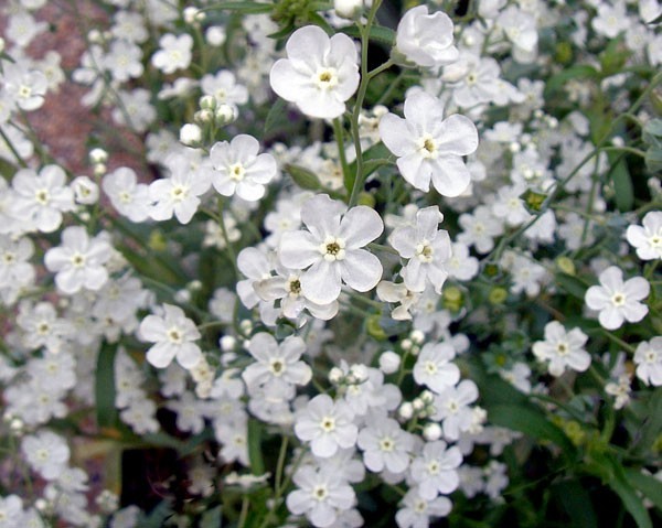 オンファロデス リニフォリア 種子 15粒　花の種　同梱可能　白花　かすみ草似　白い花　ナチュラルガーデン　カワイイ小花_画像1