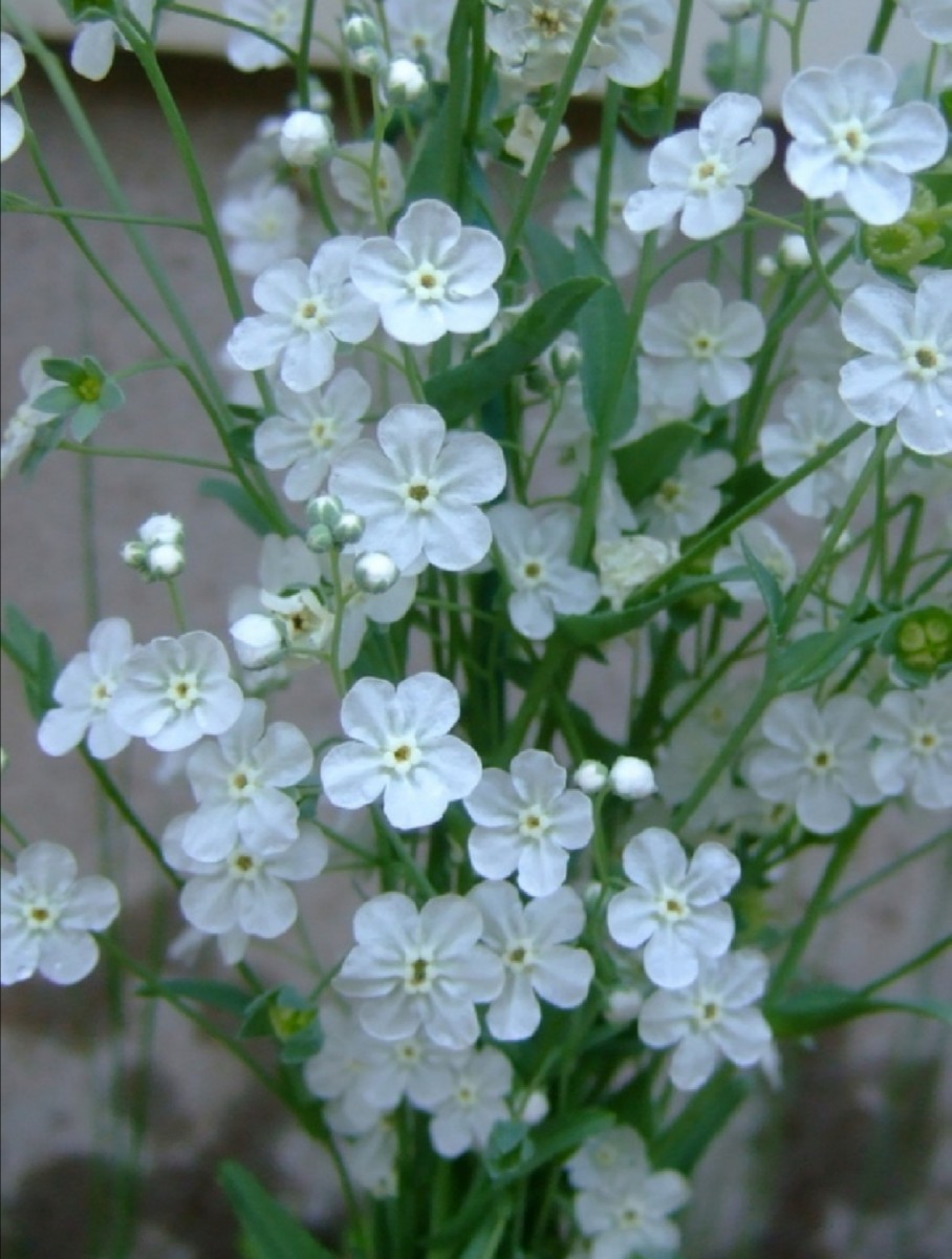 オンファロデス リニフォリア 種子 15粒　花の種　同梱可能　白花　かすみ草似　白い花　ナチュラルガーデン　カワイイ小花_画像2