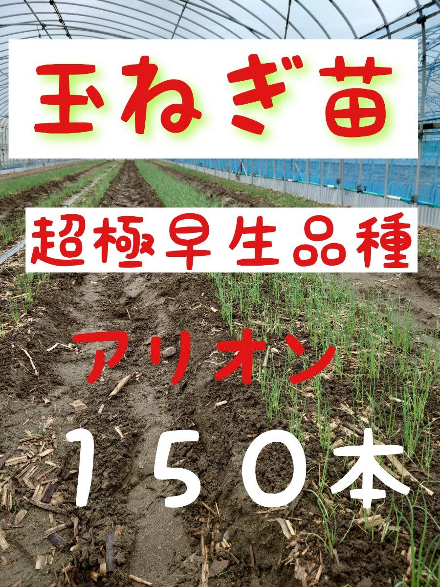 玉ねぎ苗【超極早生アリオン１5０本】【野菜苗】｜Yahoo!フリマ（旧