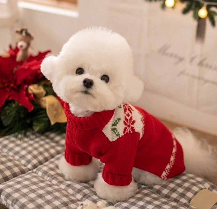 XLサイズ　赤　タートルネックがかわいいセーター　犬服　ドッグウェア_画像4