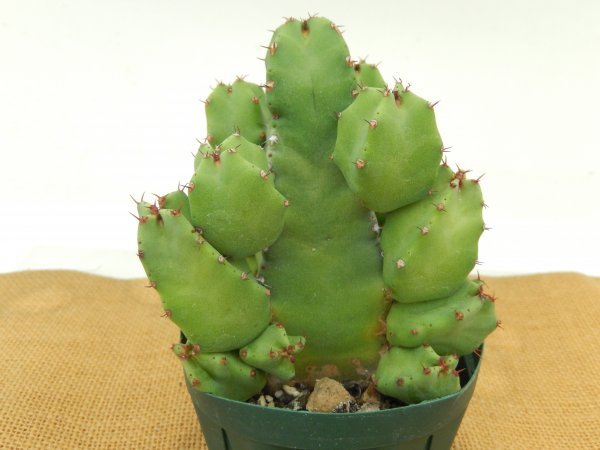 [浦部陽向園]★☆ユーフォルビア　白角キリン　白角麒麟　Euphorbia resinifera★サボテン　多肉植物★Y1306☆★_画像1