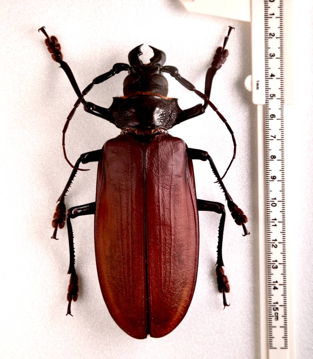 標本 タイタンオオウスバカミキリ Titanus giganteus 140mm ブラジル