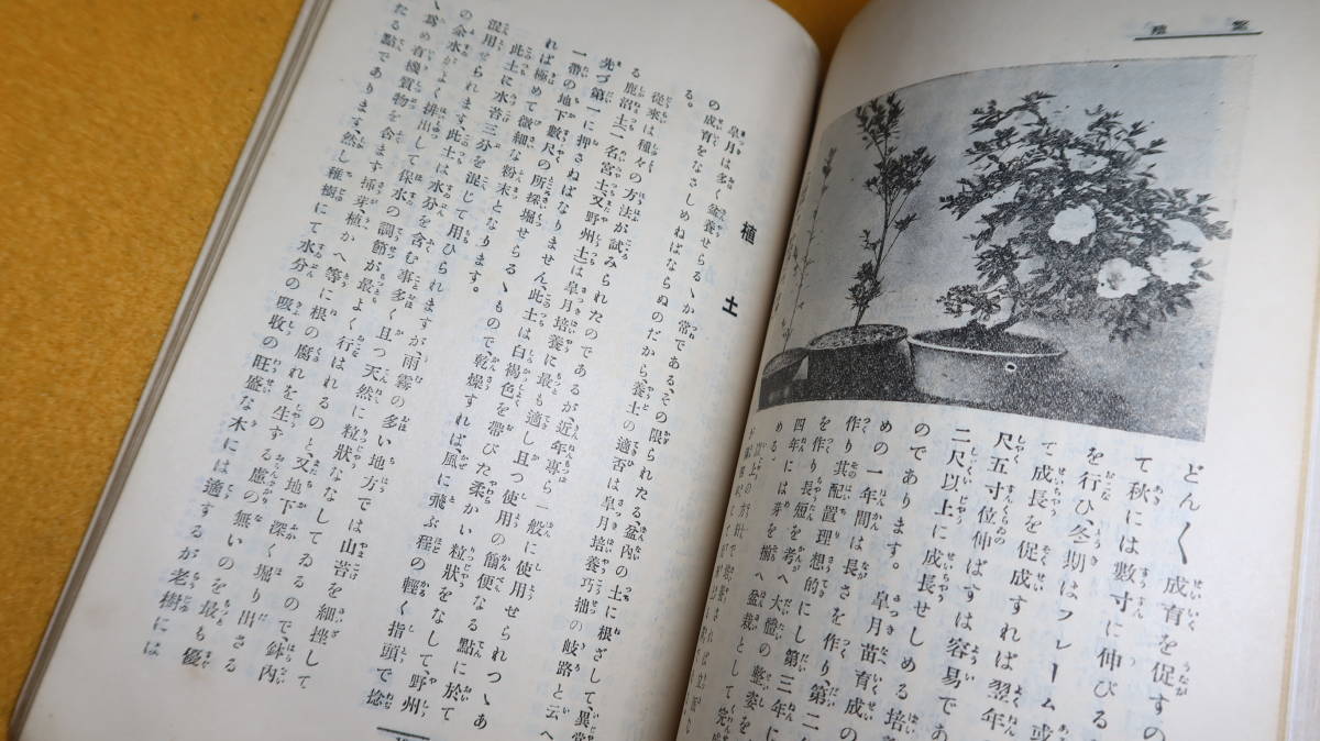 『皐月』非売品/大日本皐月同好会、1926【盆栽/花/「皐月銘鑑」他】_画像9