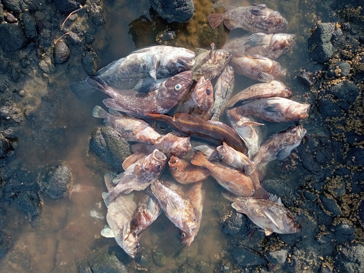 にんにく脂赤エビ 200g サケ カラフトマス 根魚 などに！_画像3