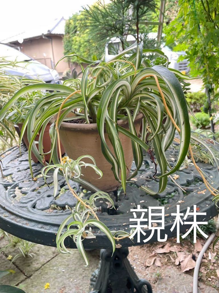 【子株苗1つ】オリヅルラン・ボニー　カールが可愛い　斑いり　観葉植物　ポット苗　根付き_画像2