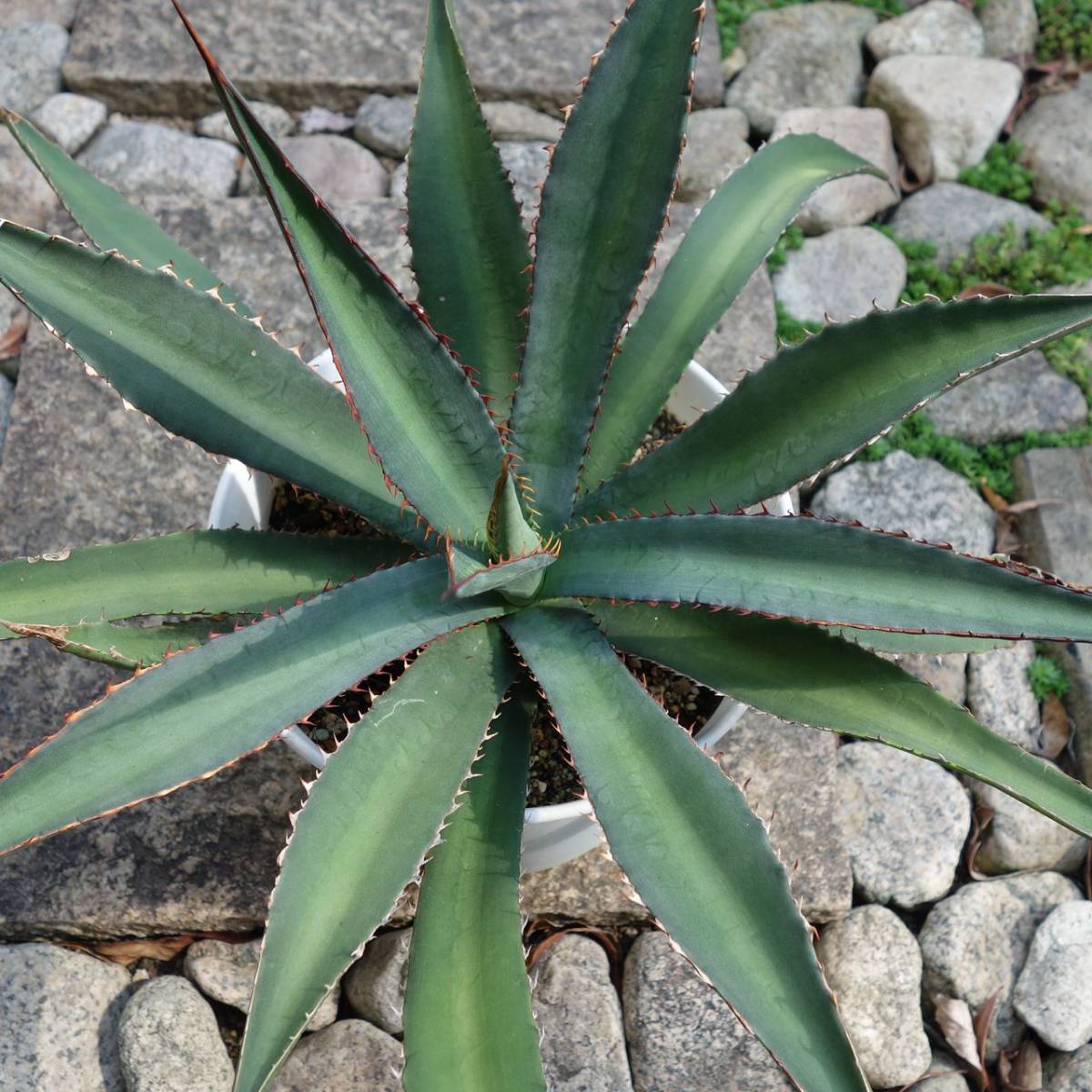 アガベ ハックソー 特大 大株 幅60cm Agave Hack saw アメリカーナ ロファンサ ジェントリー スカブラ ハイブリッド 耐寒性 地植え_画像4