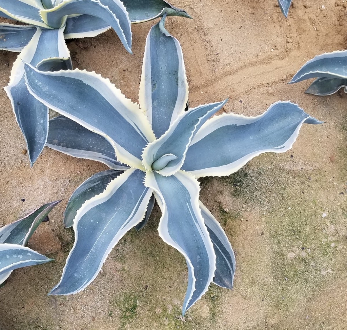 大株 特選 アガベ ジプソフィラ錦 アイボリーカール Agave gypsophila variegata 斑入り 検索 チタノタ 華厳 パリー_画像2