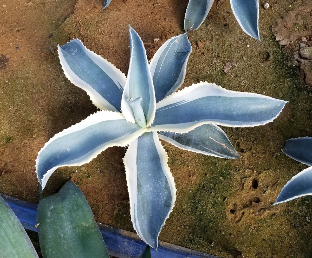 大株 特選 アガベ ジプソフィラ錦 アイボリーカール Agave gypsophila variegata 斑入り 検索 チタノタ 華厳 パリー_画像5